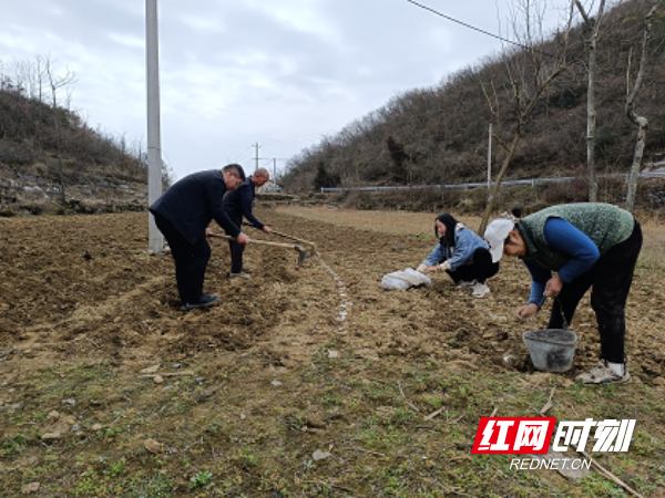 永定区官黎坪街道十里春光无限好纪检干部助农忙