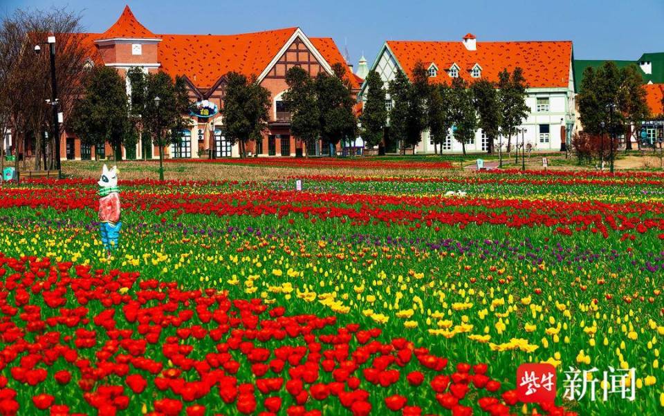 20万株郁金香盛开 灌云伊园春光撩人心醉_腾讯新闻