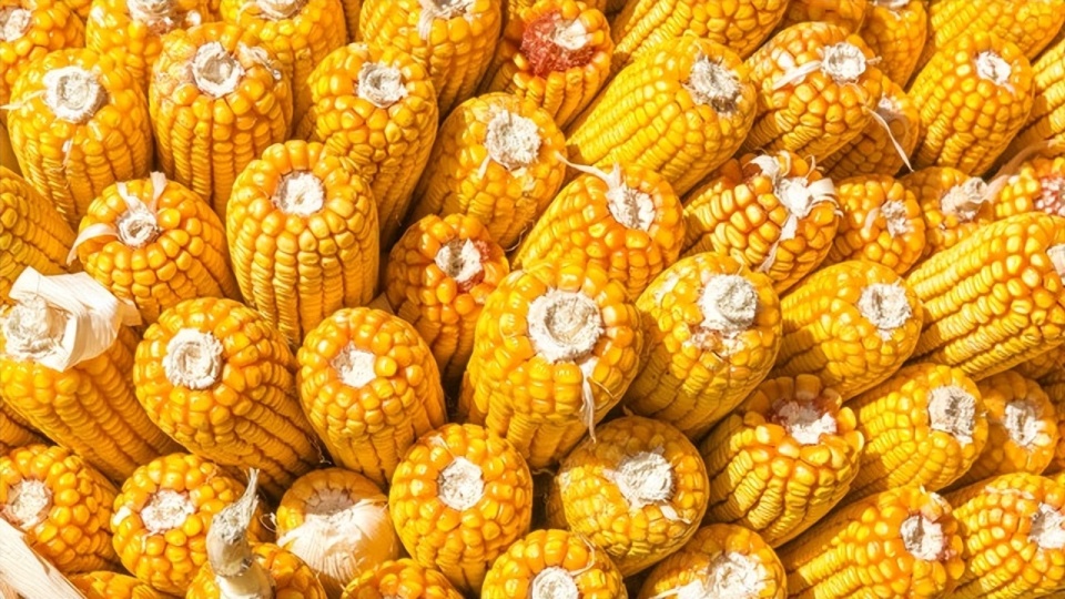 641