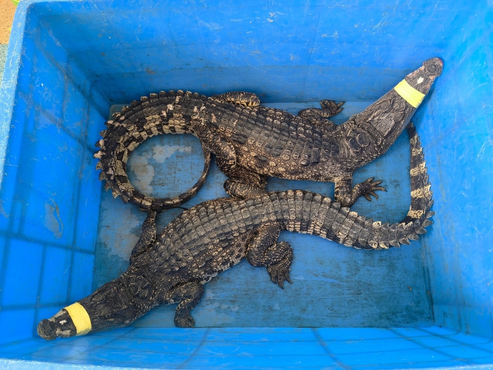 武汉江边发现鳄鱼后续:奋战4天3晚"漏网之鳄"抓住了,两只均捉拿归案