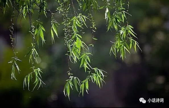 但词人又用"燕子飞时,绿水绕人家"穿插其中,很巧妙地避免了徘徊在低沉