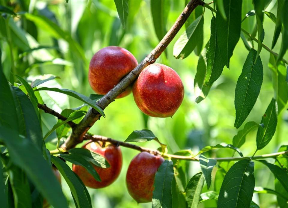 小桃子种出大梦想,女农人的"甜蜜"转型