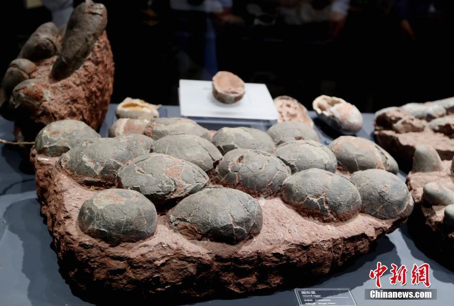 文明的坐标丨"世界化石宝库"澄江化石地