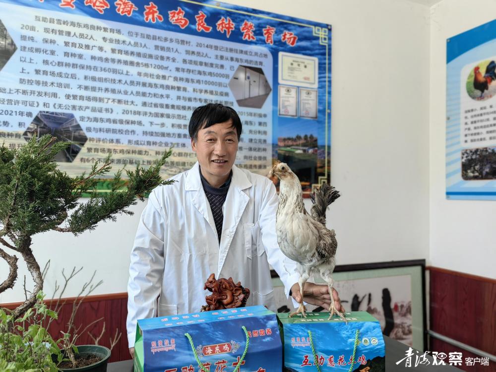 为了更好保护良种,支持良种繁育,2023年,昝尔见尚的海东鸡良种繁育场
