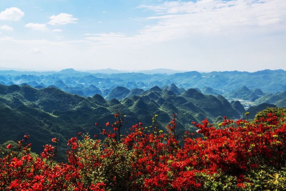 美好生活在云南|昭通镇雄大马场:杜鹃花开红艳艳