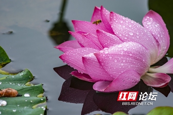 又见"夏雨荷"!长沙西湖公园:雨后荷花承恩露,人间夏日好清凉