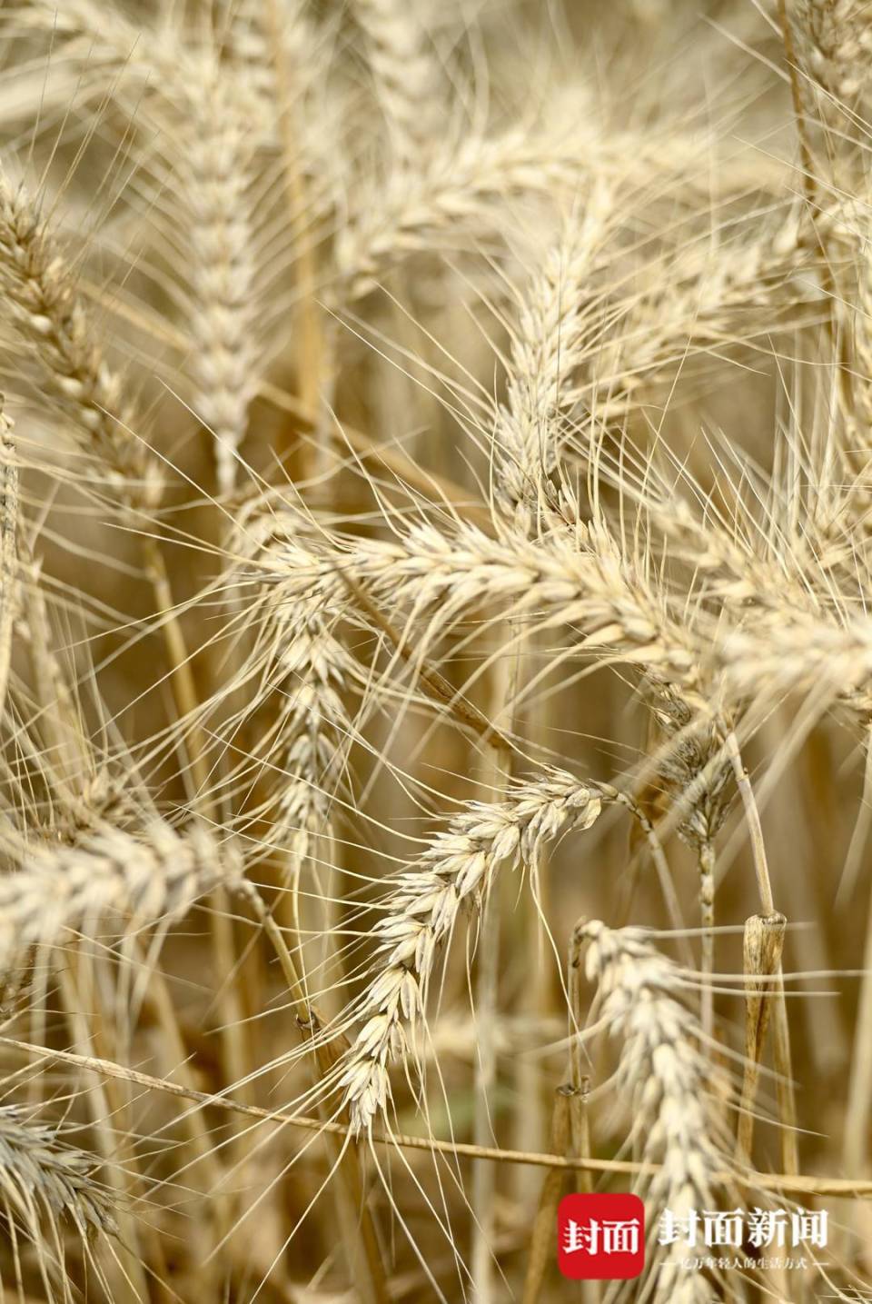 收割机在收割小麦.收割机在收割小麦.