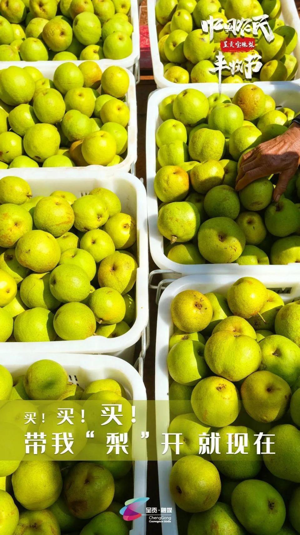 7000吨宝珠梨喜获丰收!快来看呈贡最美"丰"景