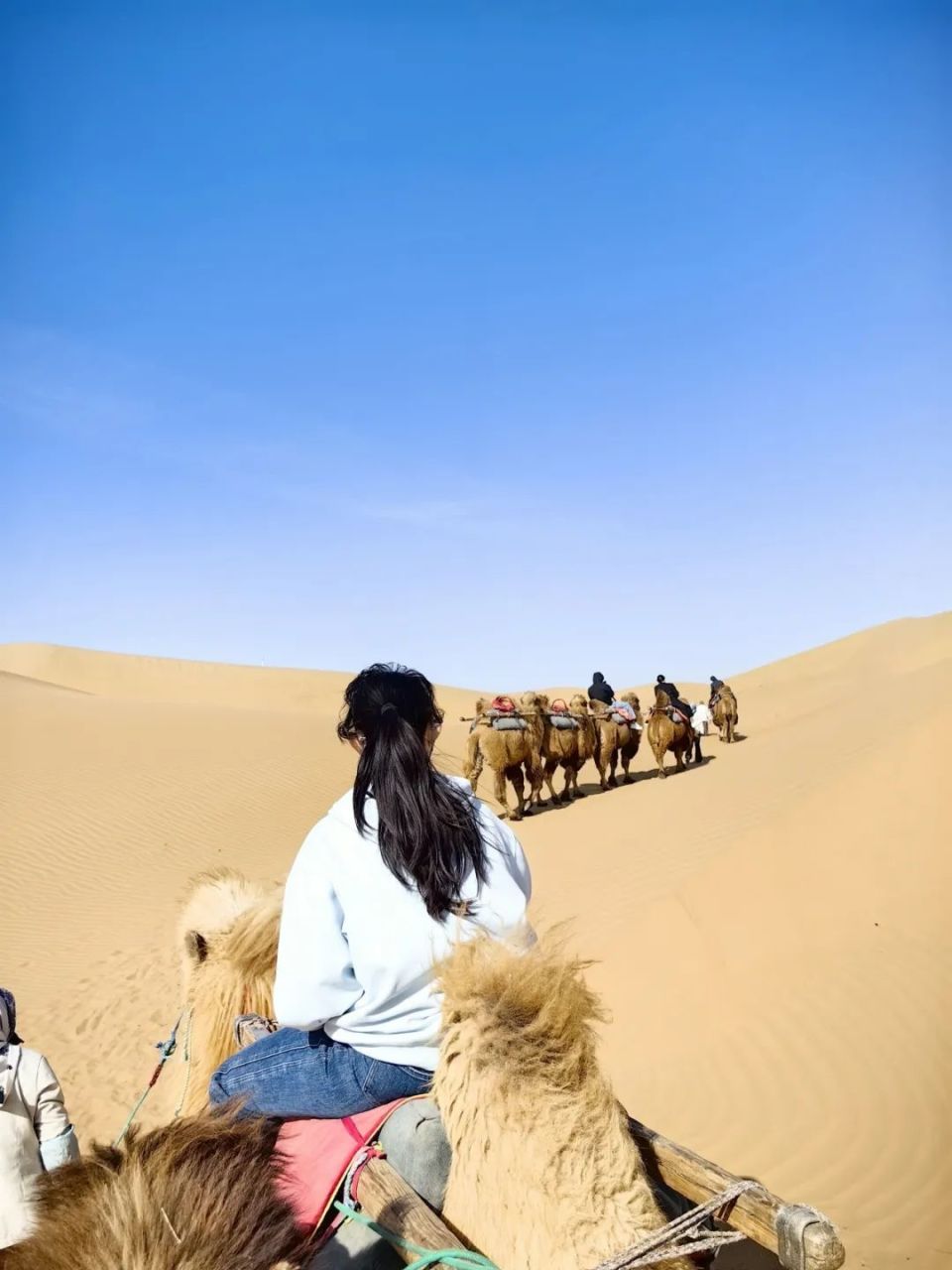 喜讯 !沙坡头景区上榜5月全国5a景区百强,位列全国84名