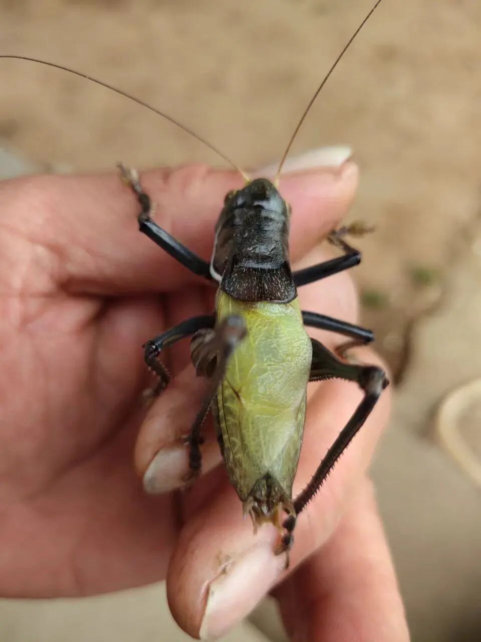 小小蝈蝈通南北 烟火记忆连两城