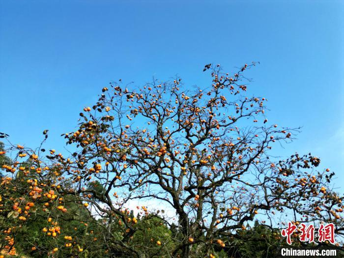 百年柿子树果满枝头.王尚钦 摄百年柿子树果满枝头.