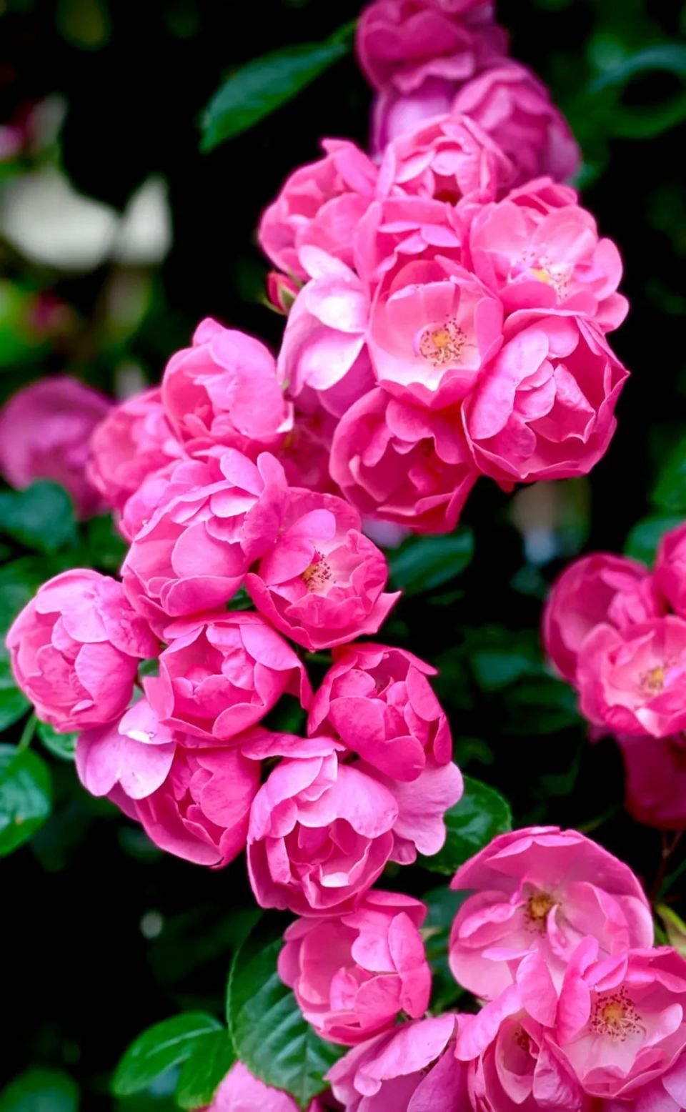 在汇师小学东南门斜对面,蔷薇花竞相绽放,桃红色的花朵一簇一簇汇聚