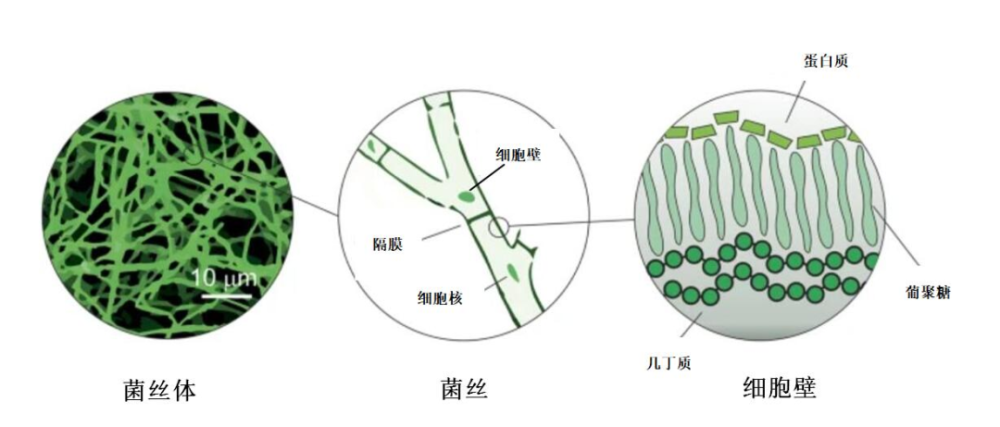 蘑菇菌褶结构图片