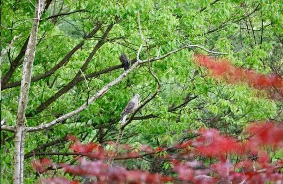 敬亭山的云海,茶园,竹林.初夏的绿意浓到化不开