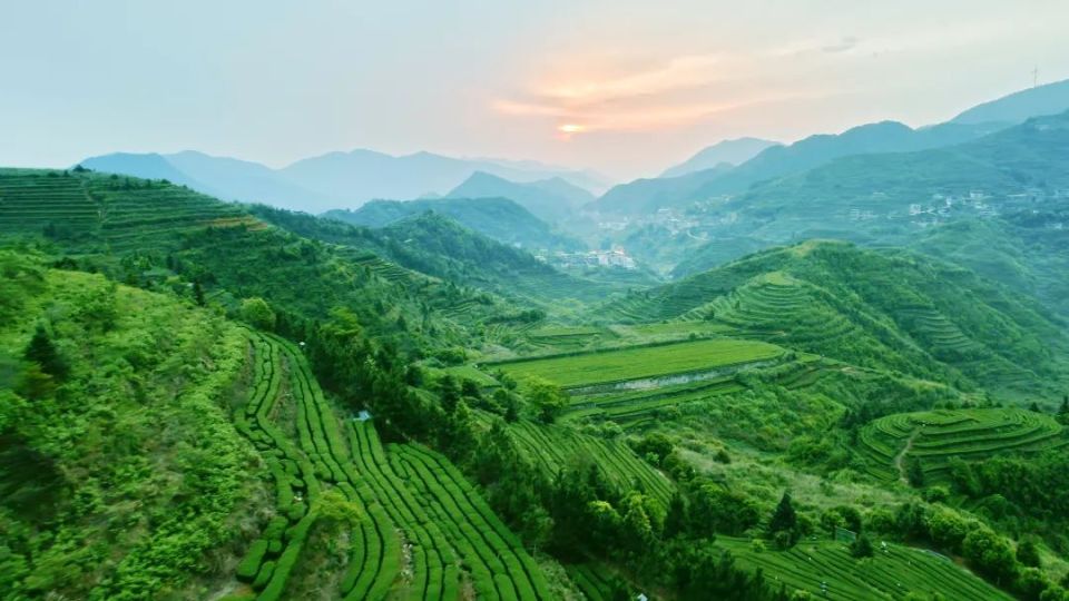 安溪喊你来呷茶