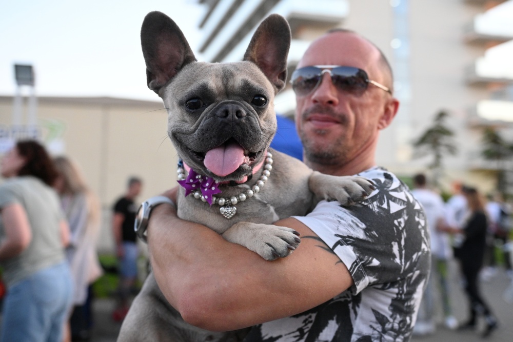 法国斗牛犬游行