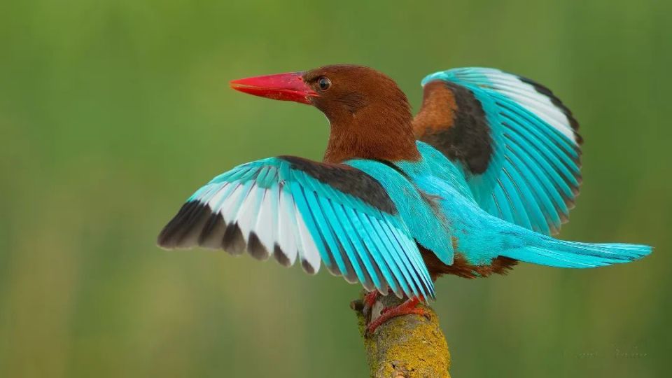 原来,佛山新城藏着一个"小鸟天堂"!