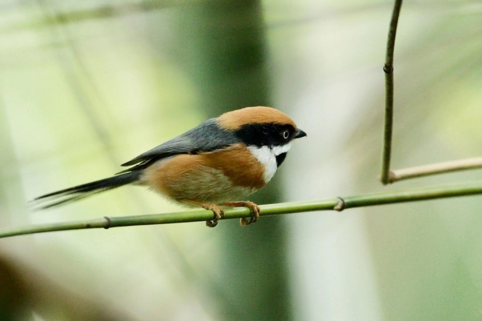 海珠湿地再增2个新纪录鸟种,总数达196种_腾讯新闻