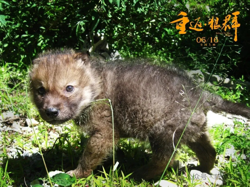 新民艺评丨周蓬桦：是谁丑化了狼_腾讯新闻