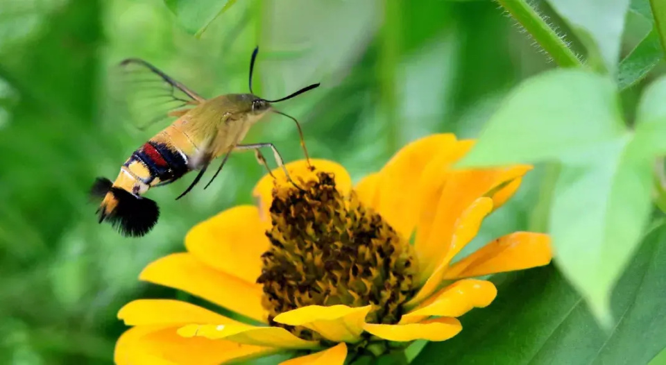 云南省普洱市孟连县现罕见蜂鸟鹰蛾盘旋花间 形体像鸟像蜂像蝶又像蛾