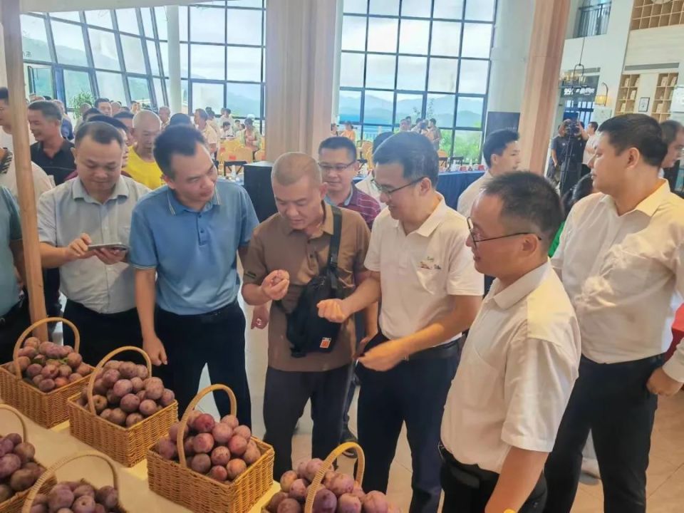 培育优质土特产品牌!信宜白石"科学方法 勤劳"种出"生态优质果"