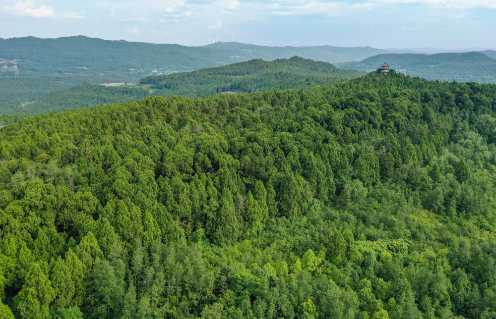 四川剑阁蜀道翠云廊古柏保护离任交接交树交印