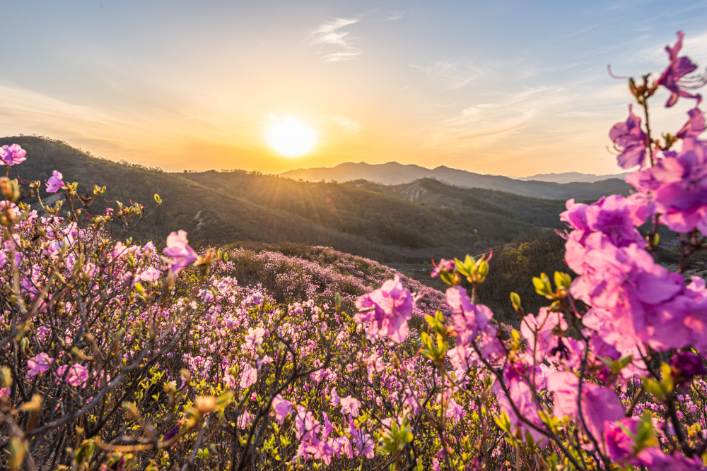 (环境)辽宁岫岩:映山红开灿若霞_腾讯新闻