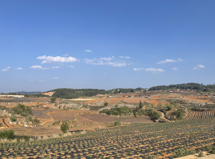 弥勒西二镇:村民抢种辣椒,烤烟等农作物在西二镇的田间地头,广大群众