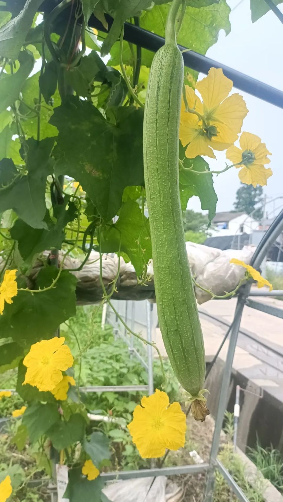 全身都是宝藏嘉定特色品种六叶丝瓜重返餐桌