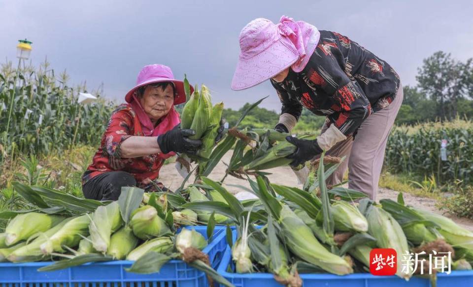 掰开就能吃,一咬可爆浆,句容首批"牛奶玉米"抢鲜上市