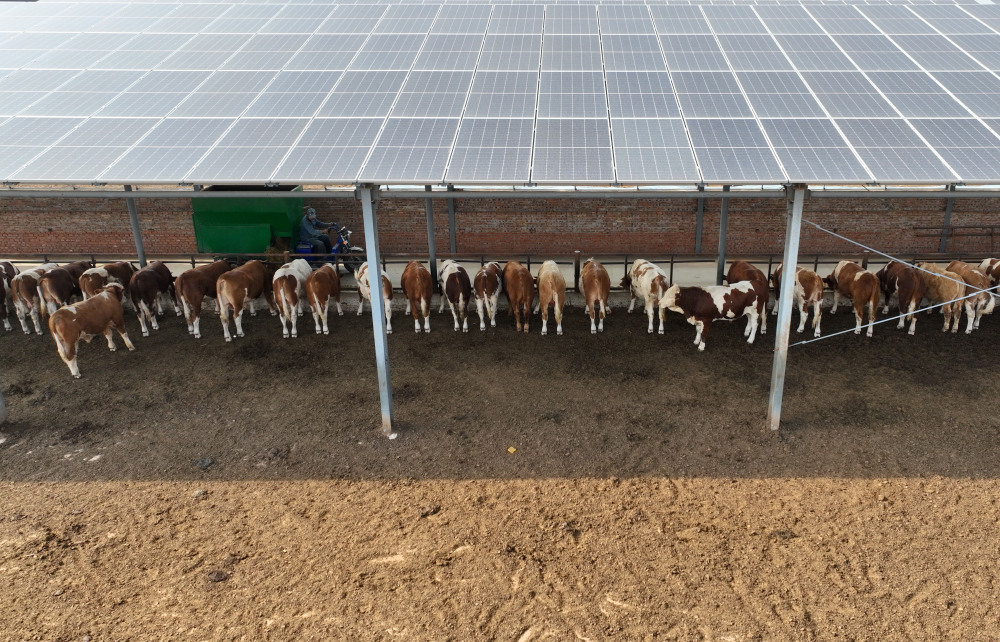 河北丰南光伏特色养殖低碳富农