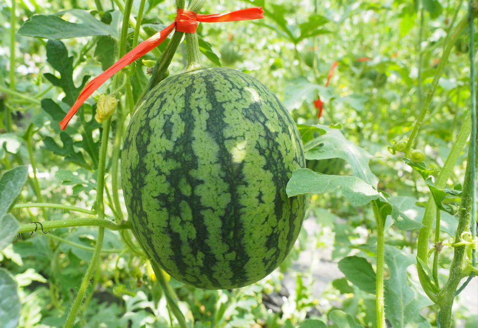 章丘黄河西瓜节开幕,沙地矿质西瓜又脆又甜_腾讯新闻