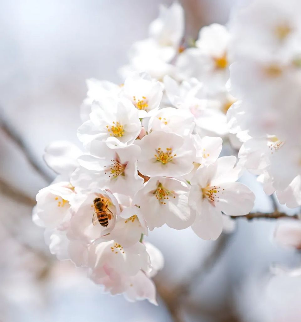 染井吉野樱花语图片