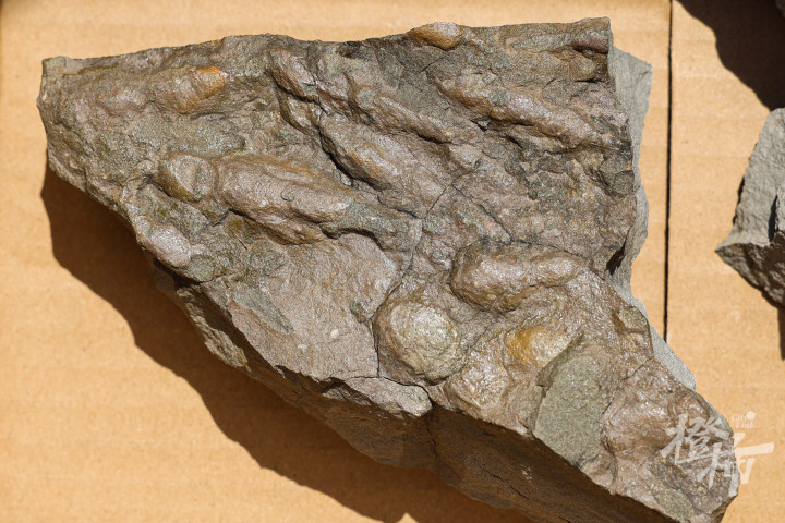 浙江地区首次发现大量小型兽脚类恐龙足迹