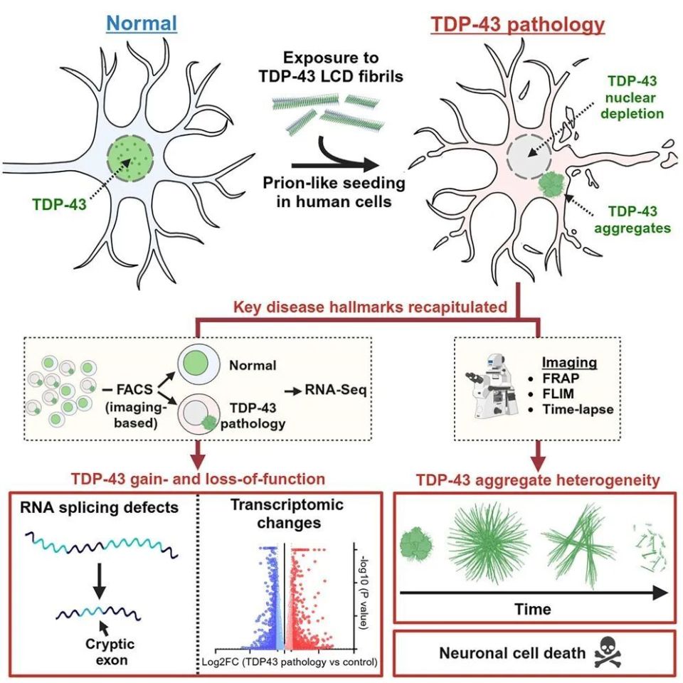 心电图机器怎么看追问weekly ｜ 过去一周，脑科学领域有哪些新发现？_https://www.jmylbn.com_新闻资讯_第18张