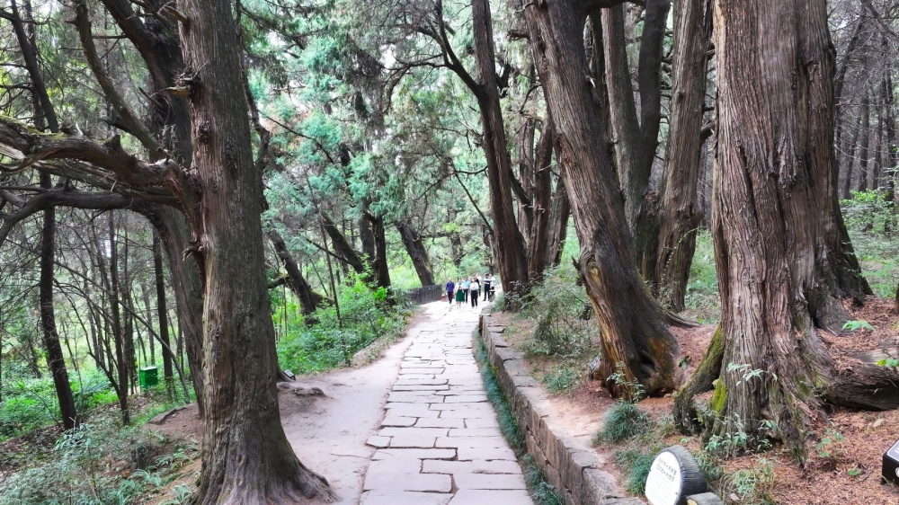 广元蜀道翠云廊生态博物馆开馆