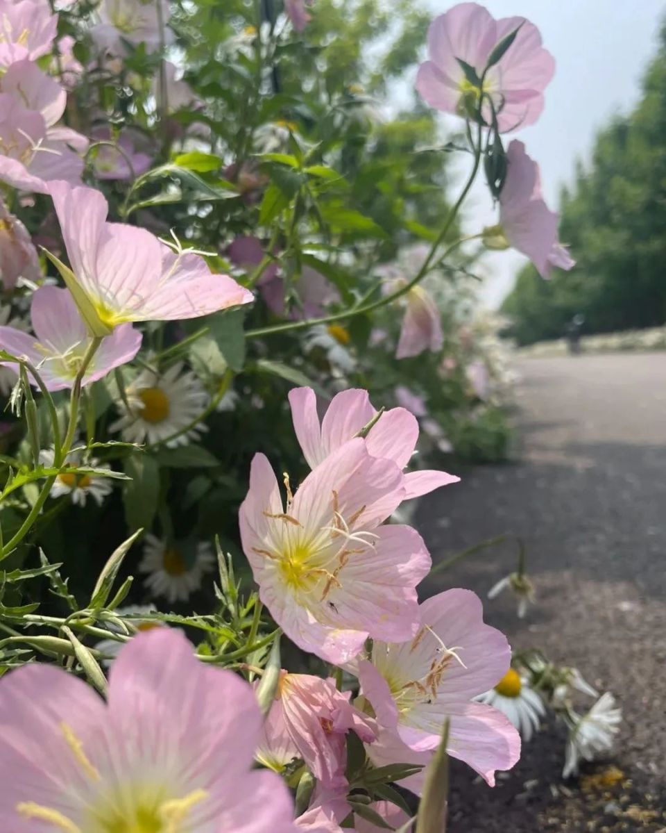 点开,夏天最灿烂的花朵,送给你!