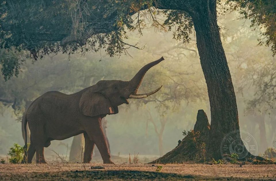 揭晓 | 2024第十届fapa国际艺术摄影大赛(野生动物组)获奖作品公布