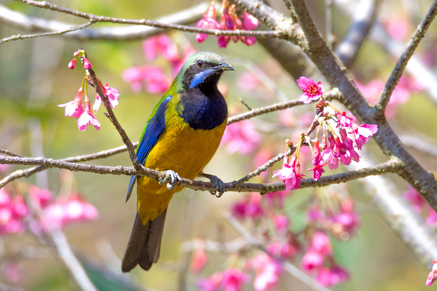 厦门:绯樱上红妆 秀鸟报春来_腾讯新闻