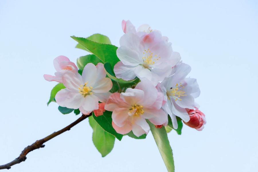 山东好景济南海棠笑春风