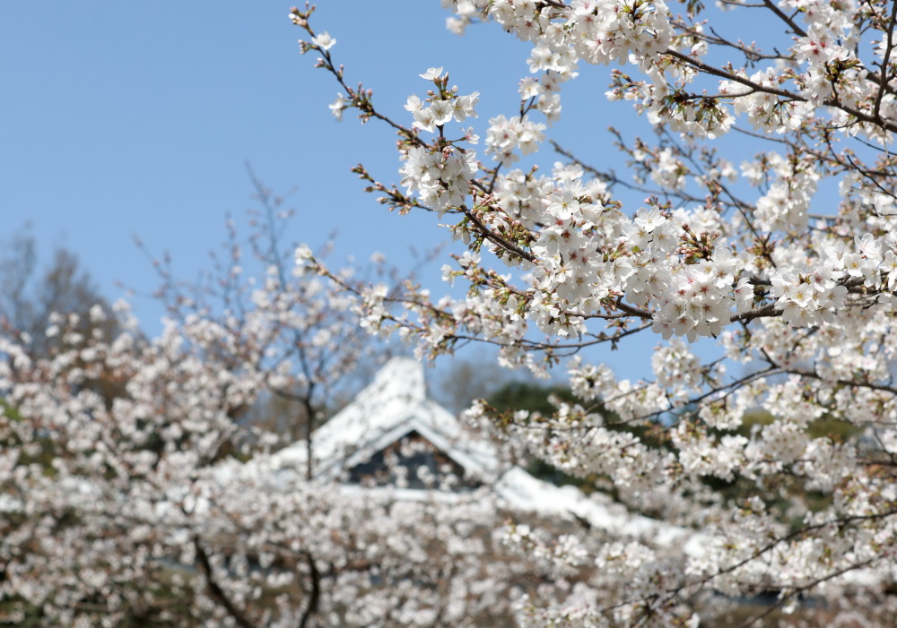 武汉大学樱花绽放_腾讯新闻