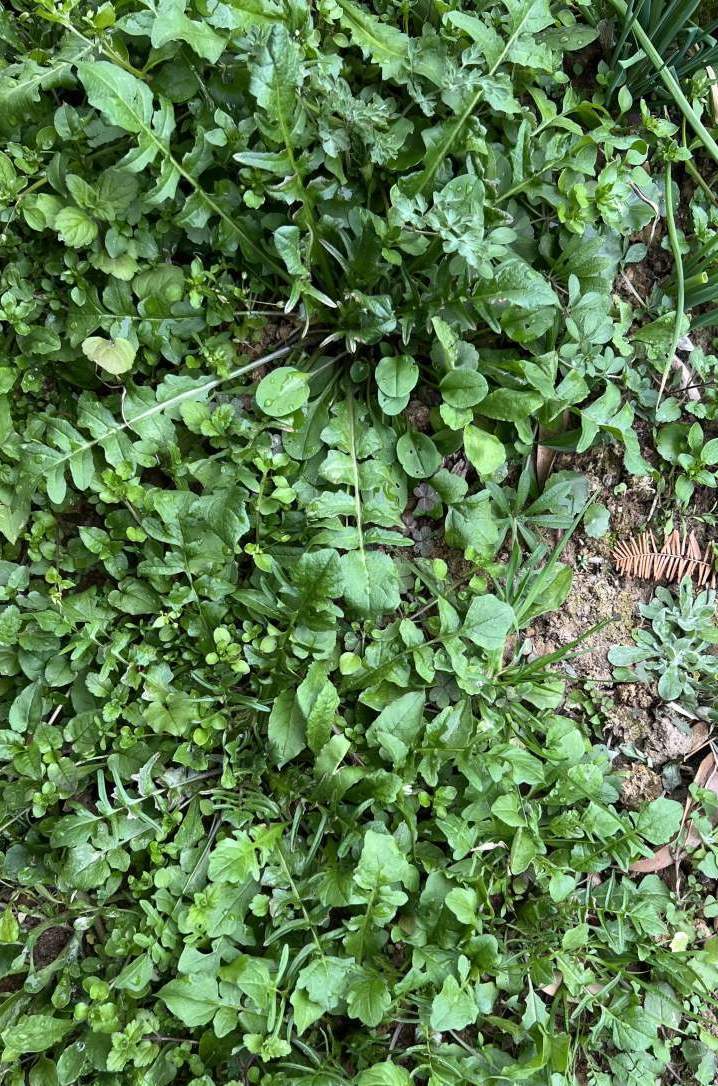 江南人最难辨的"野菜之王"上市,你认得出来吗?