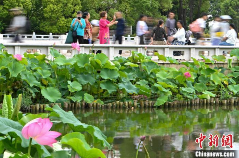近日,云南省昆明市大观公园内荷花初放,吸引不少游客前来赏花,拍照.