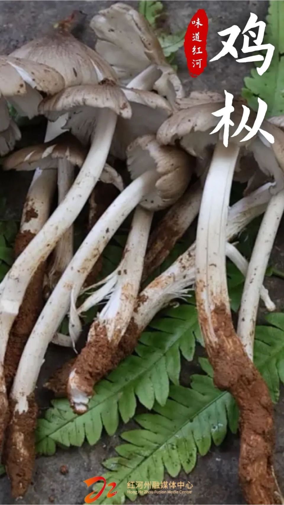 味道红河丨来屏边 探寻鸡枞菌的极致韵味