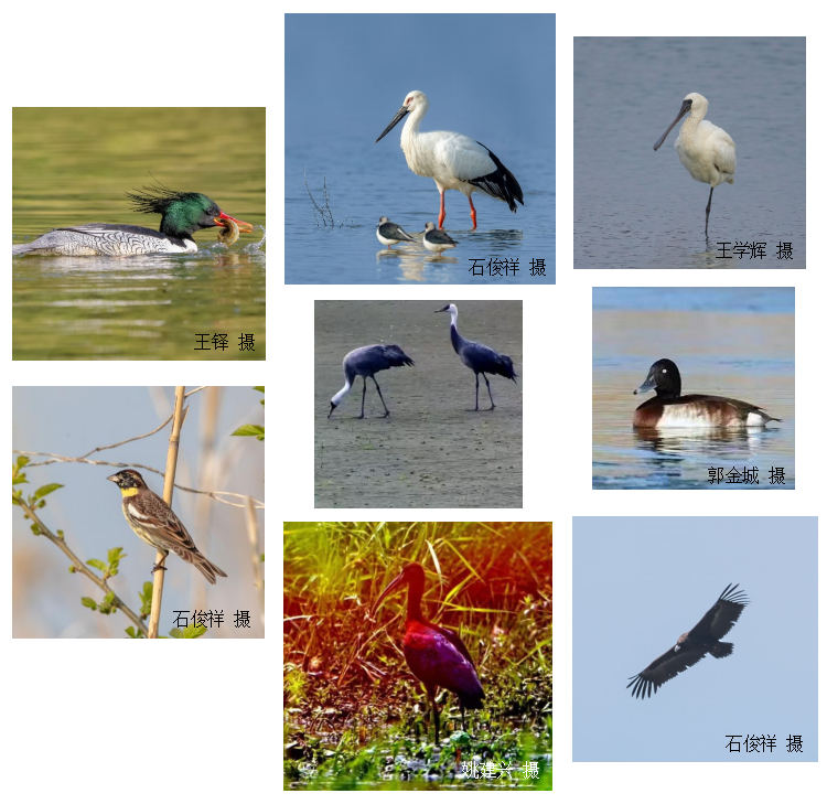 泰州首次发布野生鸟类名录