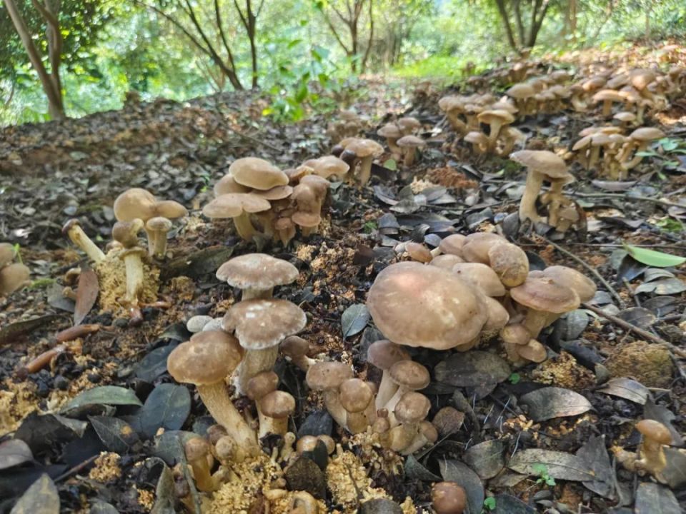 野生鹿茸菌图片图片