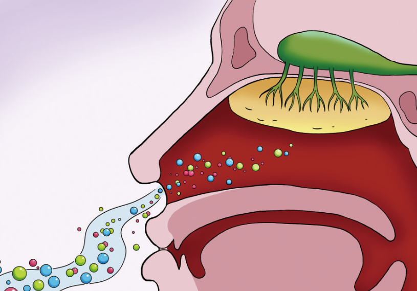 【漫绘科普】鼻子是怎么"捕捉"味道的?-腾讯新闻