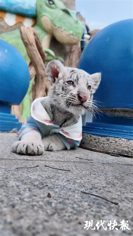 可爱又帅气!两个月大的小白虎拍摄春日"时尚大片"_腾讯新闻