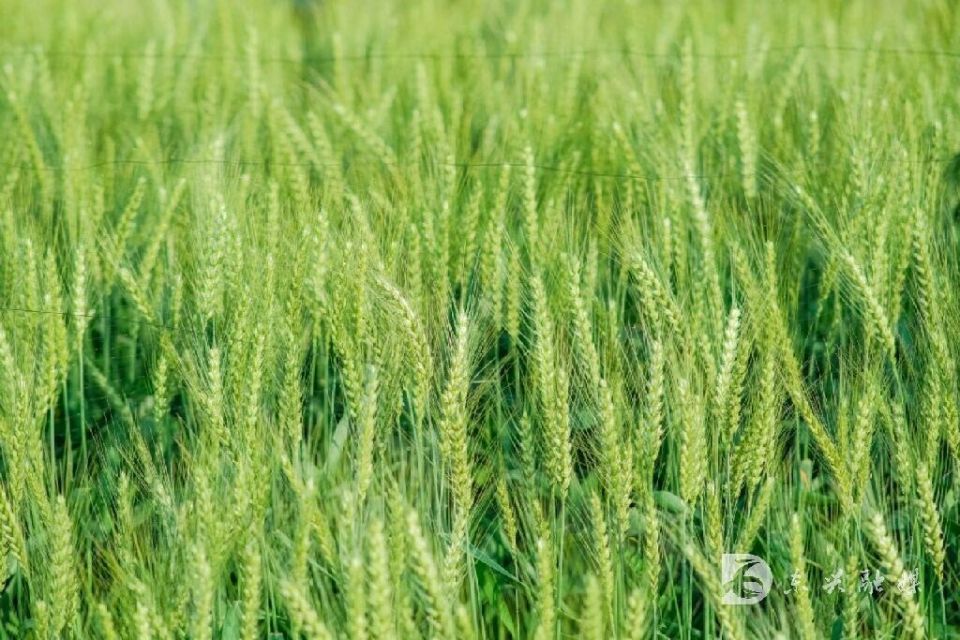 绿油油的麦田风光正进入高颜值时期,每年四月,可别再错过绿道旁春意