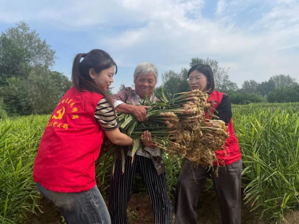 [南方生姜网-图片加载]
